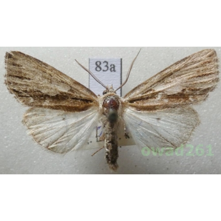 Calliergis ramosa (Esper, 1786) Czech83a